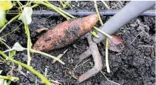  ??  ?? Vegetables, like this Beauregard sweet potato, need to be grown at certain temperatur­es to thrive in Houston’s tropical climate.