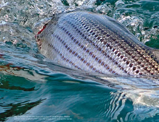  ??  ?? Big striped bass are the main attraction of canal anglers. Bobby Ellinas slides a 54-pounder over the wrack weed and up the riprap.