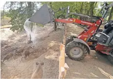  ??  ?? Im Tierpark Weeze werden die Tiere kreativ mit Wasser versorgt. Der Radlader schüttet Wasser ins Wildschwei­n-Gehege.