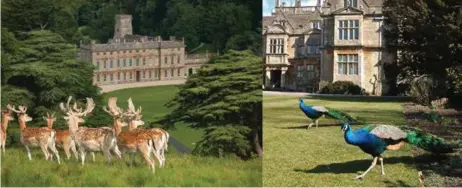  ??  ?? Pictured left to right: Fallow deer roam the parkland at Dyrham Park, near Bath; Corsham Court Peacocks; The Palladian Bridge at 18th-century landscape garden Prior Park, Bath; and Royal Botanic Gardens, Kew