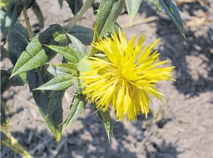  ??  ?? Florcita. El cártamo es una planta rústica, relativame­nte fácil de producir en diferentes ambientes.