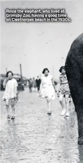  ??  ?? Rosie the elephant, who lived at Grimsby Zoo, having a good time on Cleethorpe­s beach in the 1930s.