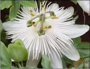  ??  ?? Passiflora caerulea ‘Constance Elliot’