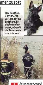Trauer um den hund