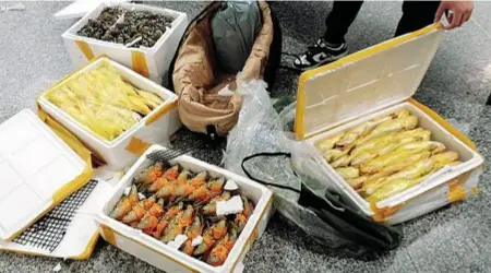  ?? ?? Nello scalo Una parte dell’ingente carico di pesci «fuorilegge» scoperti dall’Agenzia delle dogane e dalla finanza nell’aeroporto di Malpensa