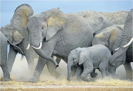  ?? Follow Greg on Instagram @gregdutoit ?? Former wildlife photograph­er of the year Greg du Toit, who has spent three years following elephants in Africa, wrote of this picture: ‘It was in Amboseli National Park in Kenya that I spotted this herd hastily crossing a dry lakebed and on their way to water. The baby tripped, momentaril­y. Its mother was quick to slow down and she checked if it needed assistance. It was a brief and tender moment but one I will never forget.