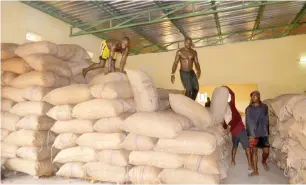  ??  ?? More than 400 tons of cashew, valued at over N65m being processed at the NCX’s warehouse at Egume, Kogi State