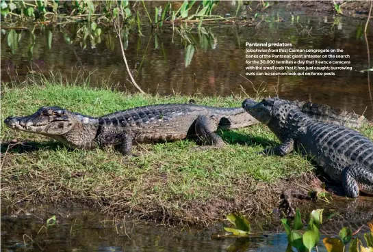  ??  ?? Pantanal predators ( clockwise from this) Caiman congregate on the banks of the Pantanal; giant anteater on the search for the 30,000 termites a day that it eats; a caracara with the small crab that it has just caught; burrowing owls can be seen on look out on fence posts