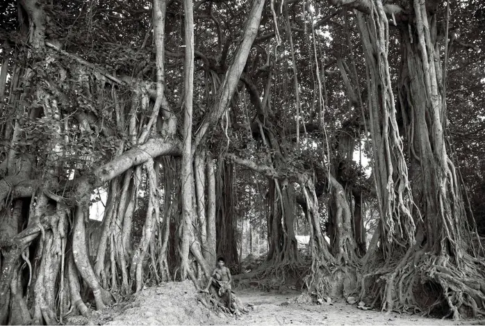  ??  ?? An old, gnarled tree that has been growing for decades — and is a little kingdom in itself