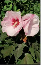  ??  ?? The hardy hibiscus has a woody stem that will die back at frost but the plant emerges again when the soil warms in spring.