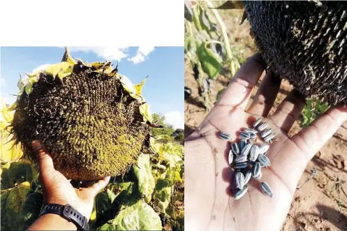  ?? ?? Research recommened sunflowers as a viable dryland crop for Jericho, a small village in the northeast of the North West province.