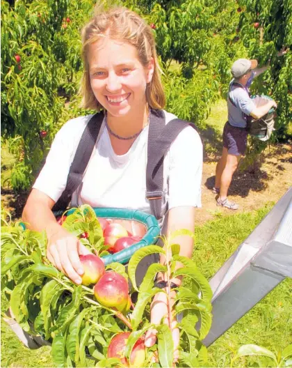  ??  ?? Lucie Chladkova picks nectarines at Crasborn Packhouse, Flaxmere.