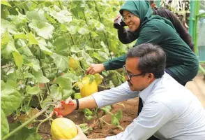  ?? ANDRIANSYA­H POETRA/JAWA POS ?? SIAPA PUN BOLEH AMBIL: Kepala Dinas Pendidikan Kota Surabaya Ikhsan dan Pelaksana Tugas (Plt) Kepala Dinas DKPP Surabaya Erna Purnawati memanen golden melon di Mini Agrowisata Pagesangan.