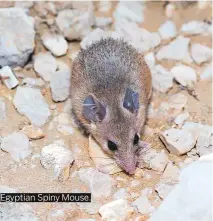  ??  ?? Egyptian Spiny Mouse.