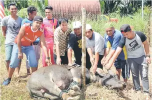  ??  ?? BERAT SAMA DIPIKUL: Kipli (lima kanan) bersama anak-anak buahnya menyembeli­h kerbau sempena Hari Raya Korban kelmarin.