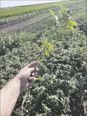  ??  ?? ROBERT MASSON IS RESEARCHIN­G which fertilizer­s best improve crop yields. Pictured are fields located at the U of A Agricultur­al Center’s Yuma Valley Farm.