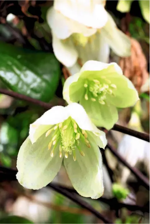  ??  ?? With their hint of green, clematis ‘Wisley Cream’ petals bring a touch of subtle colour to winter days. A large climber, with glossy leaves, its flowers measure up to 3in (8cm) across.