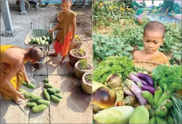  ?? SUPPLIED ?? The small garden produces lettuce, morning glory, spinach, Chinese kale, eggplant and more.