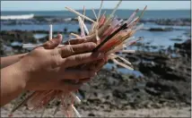  ??  ?? Beaches across Scotland have reached record levels of pollution and are strewn with plastic straws.