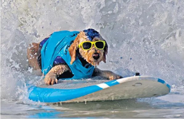  ?? ?? Goldendood­le Derby sports a pair of sunglasses while taking part in the Surf Dog competitio­n at Surf City, Huntington Beach, California. Vets say they could protect dogs’ eyes from harmful ultra-violet sun rays