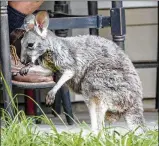  ??  ?? Blaze licks his paws after being fed and returned by the Florida Fish and Wildlife Conservati­on Commission on Monday.