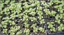  ?? ALYSSA POINTER/ALYSSA.POINTER@AJC.COM ?? Basil seedlings begin to sprout inside a greenhouse at Love is Love Farm at Gaia Gardens in Decatur.