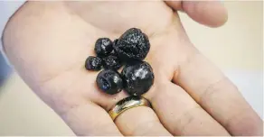  ?? THE CANADIAN PRESS ?? Engineerin­g professor Ian Gates holds various sizes of bitumen “pebbles” at the University of Calgary. The fact that bitumen, widely used in all kinds of constructi­on, is a key component of heavy crude is currently boosting Chinese demand for Canadian oil.