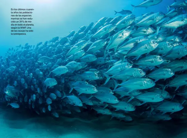  ?? ISTOCK ?? En los últimos cuarenta años las poblacione­s de las especies marinas se han reducido un 39 % de media en todo el planeta, según la WWF. Una de las causas ha sido la sobrepesca.