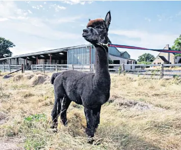  ??  ?? Geronimo the alpaca is to be put to sleep after two positive tests for bovine tuberculos­is, despite an appeal by its owner