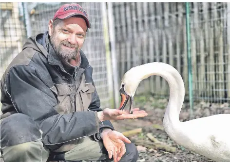  ?? FOTO: STEPHAN KÖHLEN ?? Tierheimle­iter Thomas Mielke päppelt einen geschwächt­en Schwan wieder auf.