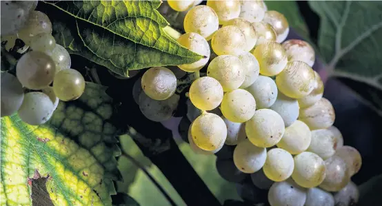  ??  ?? Trotz der Trockenhei­t in den Sommermona­ten gab es in den Weinbaugeb­ieten wegen der darauffolg­enden Niederschl­äge Entwarnung.