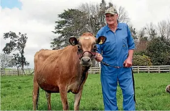  ?? GERALD PIDDOCK ?? Otorohanga jersey cattle breeder Don Ferguson in 2013 with three-year-old jersey cow, Ferdon Folly’s Lulu, one of the cows in his herd co-owned by the Queen.
