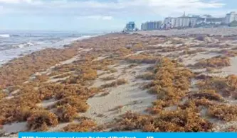  ??  ?? MIAMI: Sargassum seaweed covers the shore of Miami Beach. — AFP