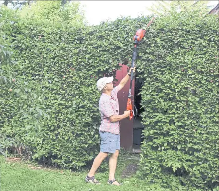  ?? LEE REICH VIA AP ?? A tall hedge is being pruned in New Paltz, NY. Pole pruners and hedges make it easier and safer to prune stems high up in a plant.