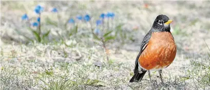  ?? CATHIE COWARD THE HAMILTON SPECTATOR ?? A robin searches for grubs among the blue celia in a lawn on Melville Avenue in Dundas this week.