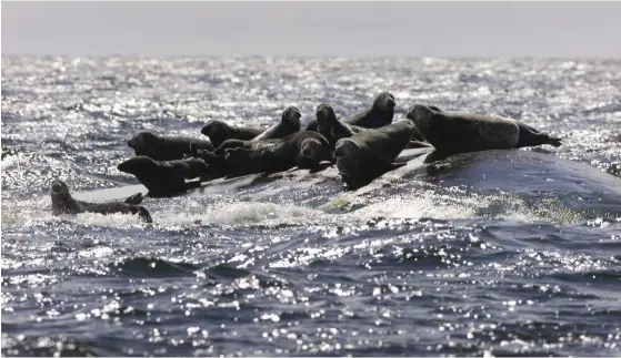  ?? FOTO: LEHTIKUVA/MARTTI KAINULAINE­N ?? I Östersjön finns numera 30000 gråsälar, varav en tredjedel håller till på de finländska havsområde­na.