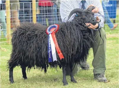  ?? Pictures: Ron Stephen. ?? The Hebridean champion from J and M Cuthbert.