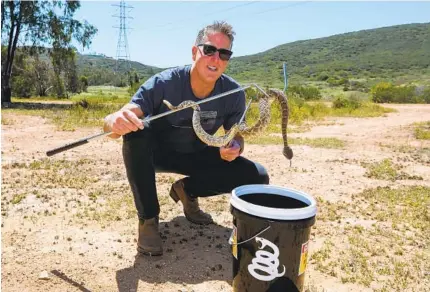  ?? CHARLIE NEUMAN PHOTOS FOR THE U-T ?? In a rural North County area away from homes this month, snake wrangler Bruce Ireland holds a rattlesnak­e he removed from a yard in San Marcos. The snake and another were in the bucket he uses to transport them. He released them into the wild.