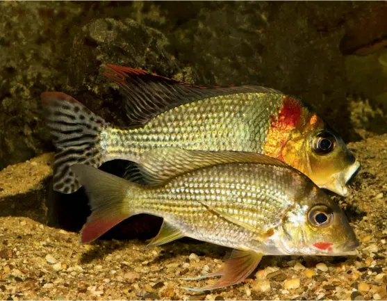  ??  ?? BELOW: An adult pair, female at front.