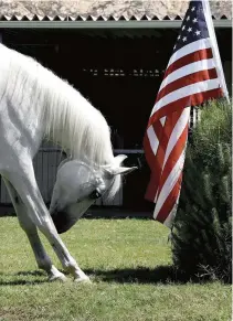  ??  ?? Despite physical challenges, Arabian gelding Jackson lives a full life, delighting children and others with his many tricks.