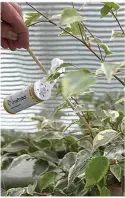  ??  ?? Try a biocontrol, insecticid­e or squashing aphids by hand