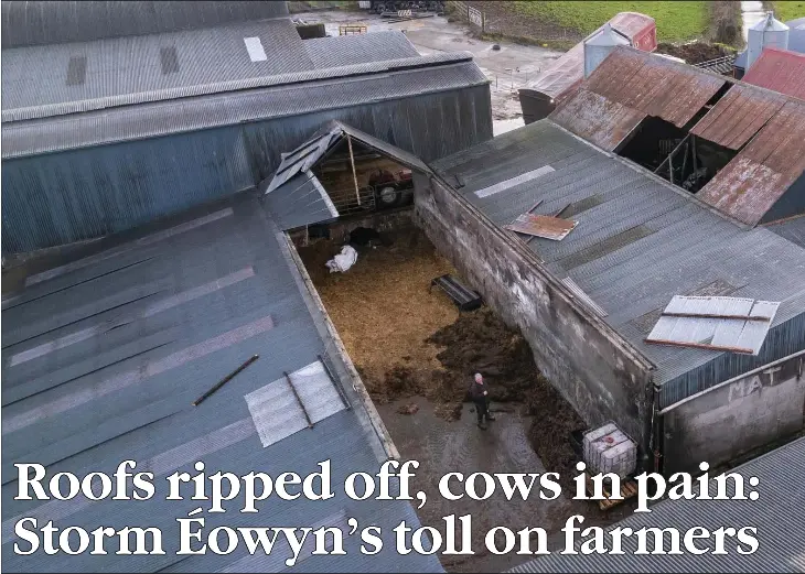 Roofs ripped off, cows in pain: Storm Éowyn’s toll on farmers - PressReader