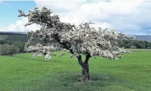  ??  ?? This Hawthorn tree near Glossop has seen monarchs come and go