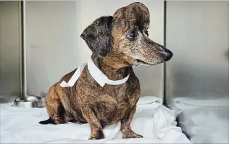  ?? THE CANADIAN PRESS ?? Patches, a nine-year-old dachshund from Willamspor­t, Pa., is shown before surgery at the Ontario Veterinary College for a brain tumour the size of an orange that eventually grew through the skull.