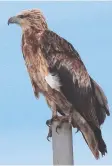  ??  ?? A juvenile white-breasted seaeagle was seen at Kirk Point.