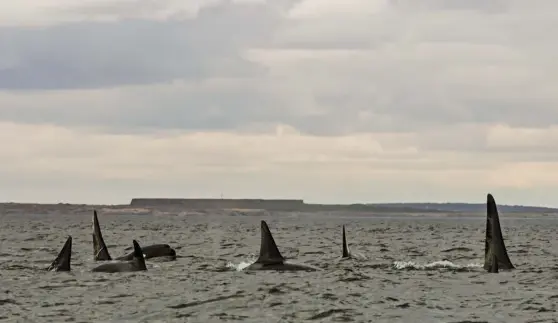  ??  ?? Killer whales ( above) may already be having an impact on the Arctic ecosystem. Scientific analysis suggests that they are eating bowhead whales, narwhals and endangered beluga whales ( below).