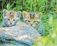  ?? FOTO: BUND ?? Eine Ausstellun­g über Wildaktzen kommt nach Kißlegg.