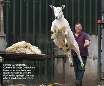  ?? JONES ROGER ?? Farmer Derick Beattie, Coolroe, Tinahely, Co Wicklow looks on as one lively ewe makes her way back to the flock with a spring in her step after a good shearing.