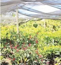  ??  ?? APFF can also boost the growth and productivi­ty of rice, corn, vegetables, fruit trees, ornamental­s, and many other crops like the hot chilli pepper on the left. Ornamental plants can also benefit from the effect of APFF.