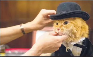  ?? MARY ALTAFFER/ASSOCIATED PRESS ?? Mango gets a little help with his hat before the Algonquin Hotel’s annual cat fashion show, which raises money for the Mayor’s Alliance for NYC’s Animals, which supports shelters and rescues.